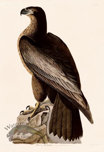 011 Bird of Washington